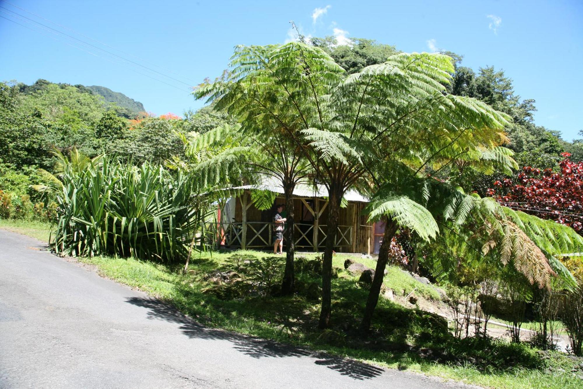 Natty Tropical Valley Roseau Kültér fotó