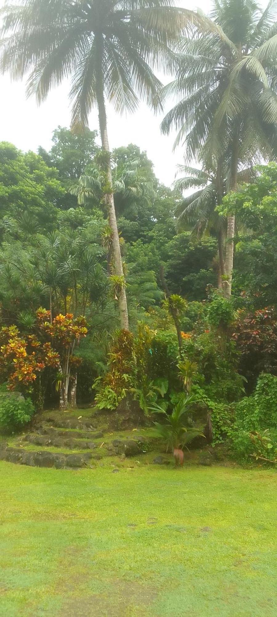 Natty Tropical Valley Roseau Kültér fotó