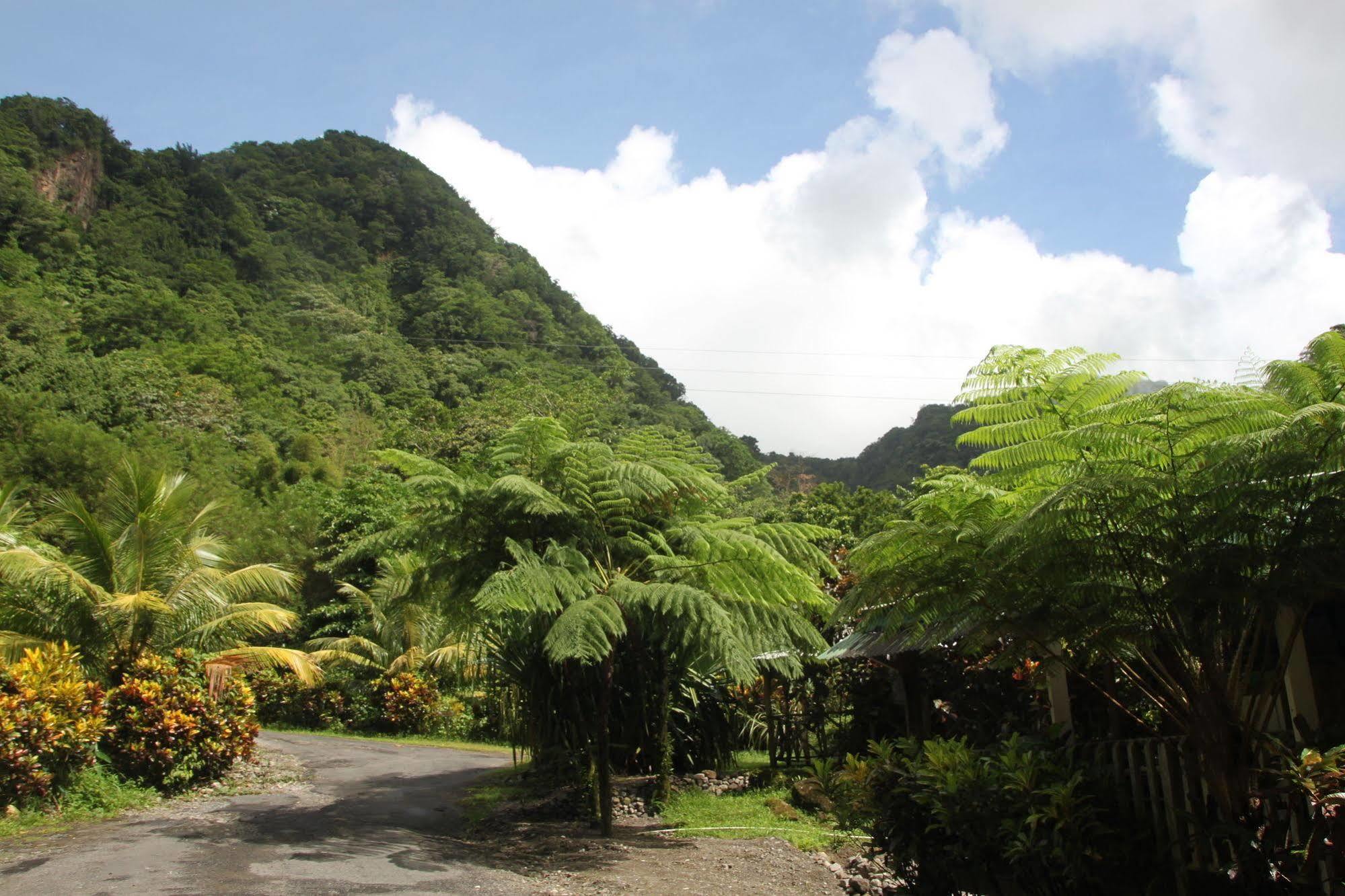 Natty Tropical Valley Roseau Kültér fotó